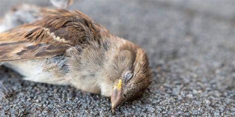 鳥死亡|全国各地で起きている鳥の大量死の謎 ドバト カラス